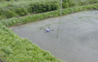 Heilongjiang | A pulverização de arroz com drones abre uma nova era para a agricultura
