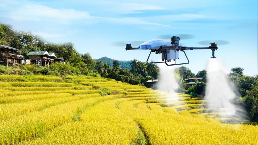Drone agrícola pulverizando trigo