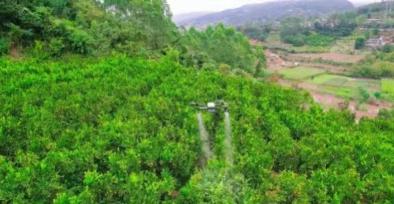 Robô EAVISION: tecnológico transforma métodos de produção de árvores frutíferas em xishuangbanna
