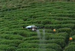 Área de chá de Taiwan explora o uso de drones para aliviar a escassez de mão de obra
