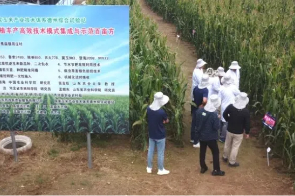 Eavision auxilia em maiores rendimentos de milho de verão na região de Huang-Huai-Hai
