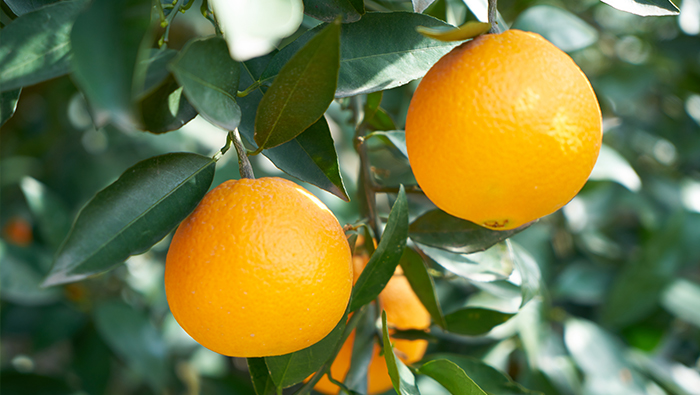 20 litros/acre para atingir árvores frutíferas? Sr. Lin: Eu uso 1,5 litros/acre para administrar 3.000 acres de laranjas