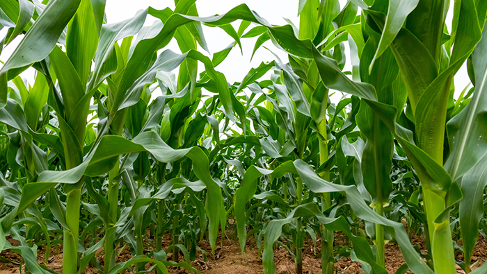Verificação da proteção de plantas de milho pelo pulverizador drone EAVISION, alto efeito de controle e baixa perda econômica