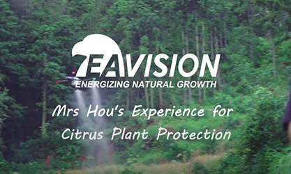 Experiência da senhora Hou para proteção de plantas cítricas