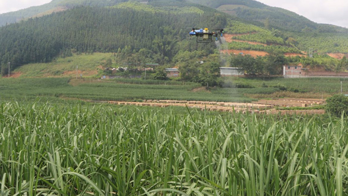 Os drones agrícolas inteligentes da EAvision têm efeitos notáveis ​​na prevenção do voo da cana-de-açúcar!