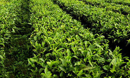 thor-ea2021a para jardim de chá
