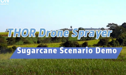 Demonstração do Cenário do Pulverizador Drone THOR para Cana-de-Açúcar （Brasil）