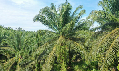 thor-ea2021a para palmeiras de óleo
